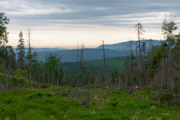 Taiga landscape and nature of the Russian Far East