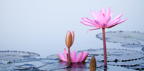 beautiful pink Lotus Flower with green leaf in in pond,copy space for text