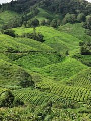 Tea plantation in Cameron Highlands, Pahang, Malaysia.