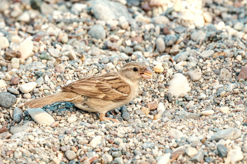 Sparrow on a pebbly beach among the stones in the beak grain found