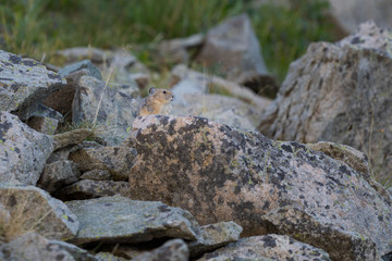 Playful Pika standing on a rock