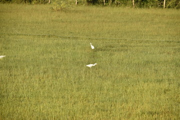 Obraz na płótnie Canvas white cranes are in the green field at the morning,Common Crane, Cranes Flock on the green field.