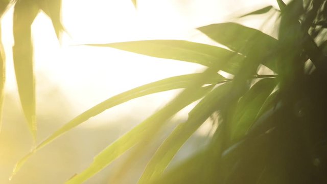Beautiful bamboo in an Asian garden