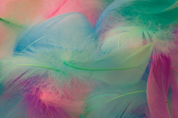 Fototapeta na wymiar Beautiful abstract purple and blue feathers on white background and soft white pink feather texture on colorful pattern, colorful background