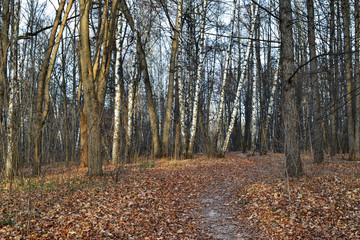 Obraz premium Leafless trees in a city park on a sunny day in late autumn. Natural background