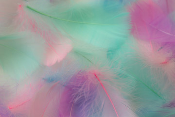 Beautiful abstract purple and blue feathers on white background and soft white pink feather texture on colorful pattern, colorful background