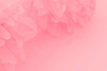 Beautiful abstract color white and pink flowers on white background and white flower frame and orange leaves background texture, flowers banner