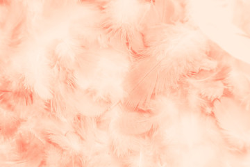 Beautiful abstract colorful yellow white and brown feathers on white background and soft white orange feather texture on white pattern