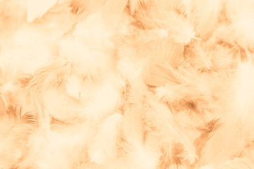 Beautiful abstract colorful yellow white and brown feathers on white background and soft white orange feather texture on white pattern