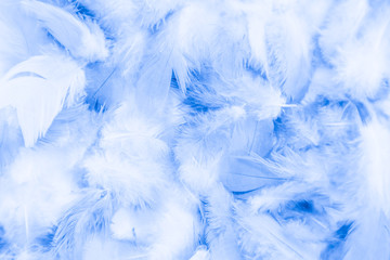 Beautiful abstract colorful purple and blue feathers on white background and soft white pink feather texture on white pattern and blue background