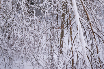 Snow covered trees in the winter forest