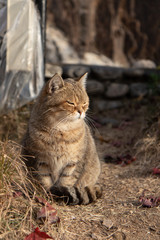 Portrait Brown Tabby Cat fell asleep when sitting alone.