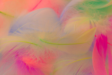 Fototapeta na wymiar Beautiful abstract purple orange and blue feathers on white background and soft white pink feather texture on colorful pattern, colorful background