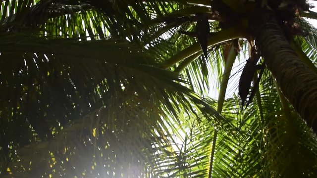 Coconut tree leaves blowing in the the wind on a sunny day