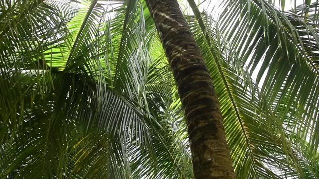 Coconut tree leaves blowing in the the wind on a sunny day