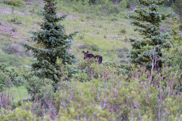 Moose walks through willow trees at Mount Evans Wilderness neat Denver Colorado