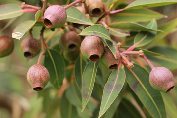 large bunches of brown lush native Australian gumnuts and leaves on a gum tree in a garden on a hot...