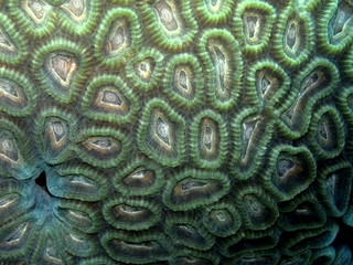 The amazing and mysterious underwater world of Indonesia, North Sulawesi, Manado, stone coral