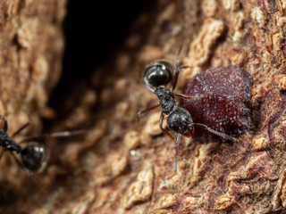 Macro Photo of Black Garden Ant with Scale Insect on Tree Bark