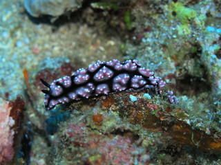 The amazing and mysterious underwater world of Indonesia, North Sulawesi, Manado, sea slug