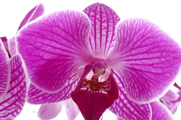 orchid flower (Phalaenopsis)  pink closeup on a white background. Floral pink  background.