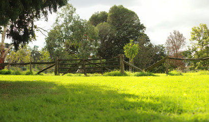 panorama of an old timber  gate running along the back of a lush green garden beside the shade of a tall tree and small yellow flowers all over the lawn, in a large botanic garden on a hot spring day
