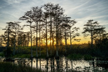 sunset in the swamp