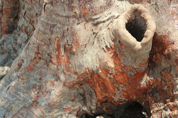 texture of bark of tree
