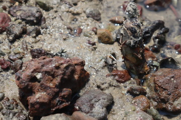 crab on sand