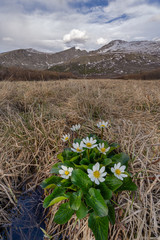 Bushel of Marigold wild Flowers with Mount Bierstadt in the background