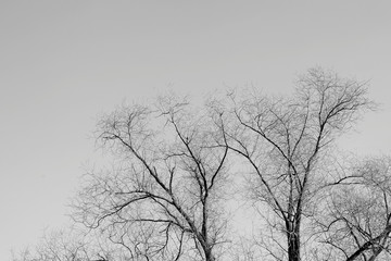 Bare tree branches against the sky on a cloudy day. Abstract natural background, black and white