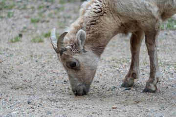 Female Bighorned sheep walks along Guanella Pass Road near Georgetown Colorado