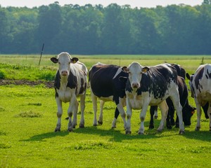 cows in a field