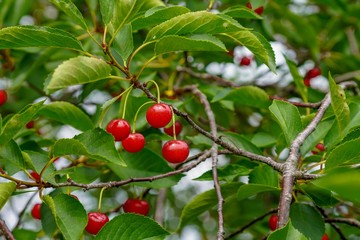 Obraz premium red cherries on a tree