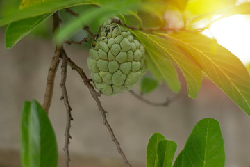  Custard apple tree on green