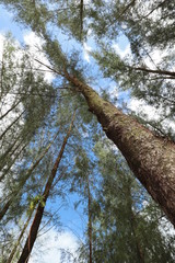 Fototapeta premium tree