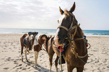horses in the sea with sand and blue sky