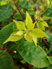 Yellow Leaf Texture and Background