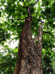 Tree wallpeper and background