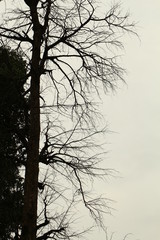 tree in the fog