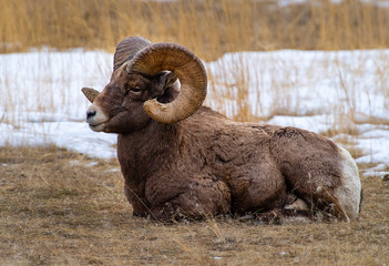 Big Horn Ram at the Rut