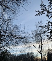 Branches and crowns of a leafless tree against a blue sky at sunset. Winter landscape of tree.