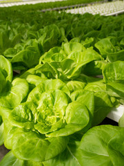fresh green lettuce in the garden