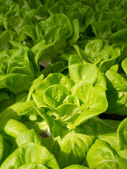 Fototapeta na wymiar fresh green lettuce in the garden