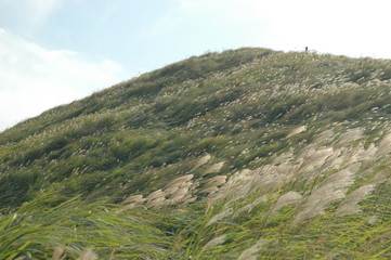 ススキの山