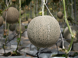fresh melon tropical fruit in greenhouse