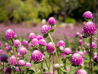 flowers in the garden