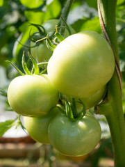 green tomatoes on the vine