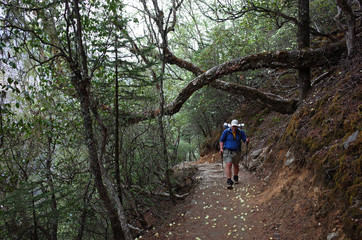 Obraz premium Hiking in Nepal Himalayas, Tourist is trekking in rhododendron forest. Trail from Namche to Gokyo