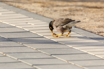 One mynah stands on the sidewalk and eats a bagel